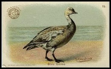 J3 15 Blue Goose.jpg